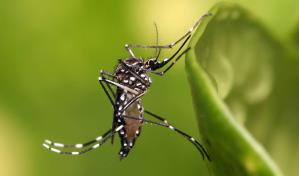 Dos menores que presentaban síntomas de dengue mueren en Santiago y SFM