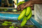 El banano dominicano pasa por mal período: clima y plagas afectan las exportaciones