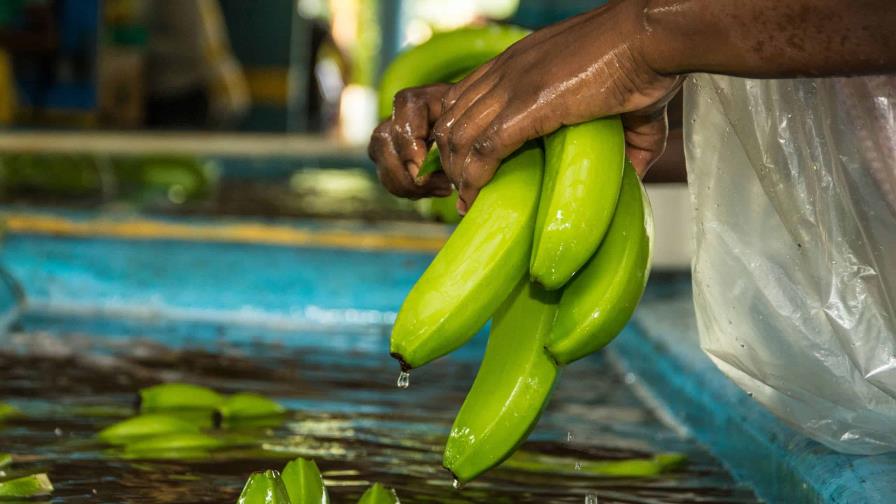 El banano dominicano pasa por mal período: clima y plagas afectan las exportaciones