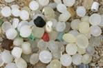 Un pequeño crustáceo puede ser uno de los mayores reservorios de microplásticos del mar Un pequeño crustáceo puede ser uno de los mayores reservorios de microplásticos del mar