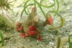 Australia recurre a acuarios para salvar del calor peces en extinción Australia recurre a acuarios para salvar del calor peces en extinción