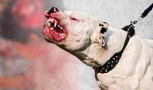 Otra víctima de los perros pitbull, esta vez un niño de ocho años de Santo Domingo Norte