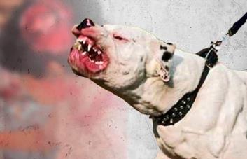 Otra víctima de los perros pitbull, esta vez un niño de ocho años de Santo Domingo Norte