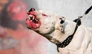 Perros matan a bebé de 3 meses en un desván mientras sus padres fumaban marihuana