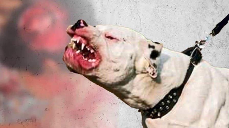 Perros matan a bebé de 3 meses en un desván mientras sus padres fumaban marihuana Perros matan a bebé de 3 meses en un desván mientras sus padres fumaban marihuana