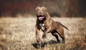 Criador de pitbulls murió mutilado por sus propios perros en California 