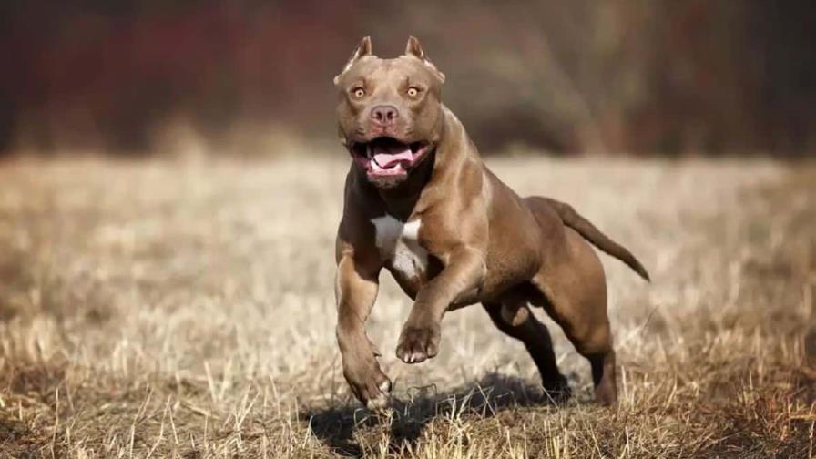 Federación sale en defensa de perros pitbull, asegura agresividad se debe a cómo los educan