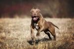 Dos ataques de perros Pitbulls en 10 días en el país