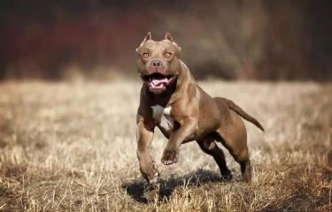 ataque de perros pitbull