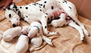 Edad para adquirir cachorro