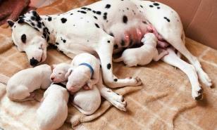 Edad para adquirir cachorro