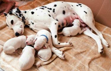 a que edad un cachorro no es un cachorro