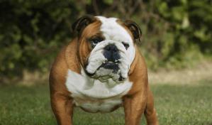 Los perros grandes o con el hocico chato viven menos que los peque&ntilde;os