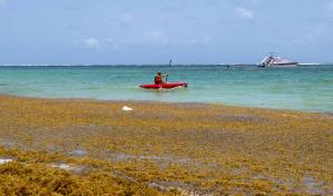 Llaman a abordar el impacto del sargazo en las costas dominicanas
