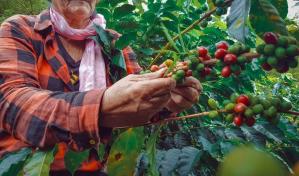 República Dominicana siembra cada vez más café proveniente de otros países