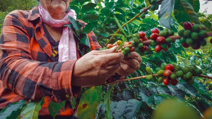 República Dominicana siembra cada vez más café proveniente de otros países