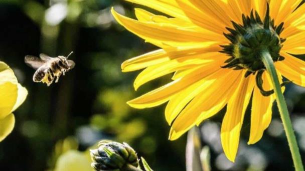 Así determinaron las abejas la evolución de los colores en las flores