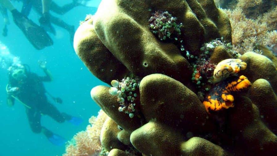 Esponjas marinas sugieren que el calentamiento global habría superado el límite del 1,5º
