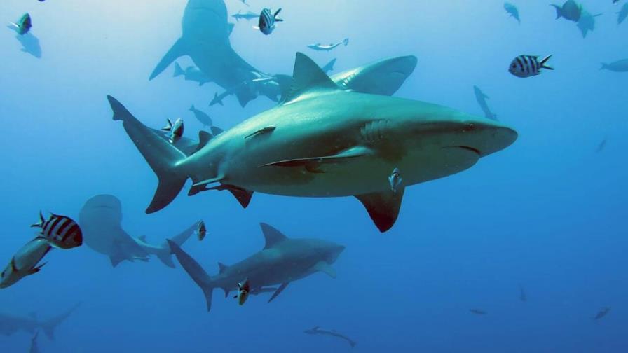 Aumentan los ataques de tiburones y muertes de personas, según estudio