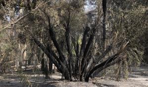 Los árboles que sobrevivieron a Hiroshima y ahora también al fuego en Viña del Mar