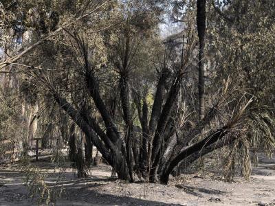 Incendios en Chile: árboles que sobrevivieron al fuego en Viña del Mar