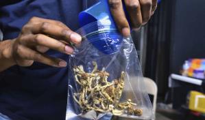 California podría permitir el consumo de hongos psicodélicos bajo supervisión