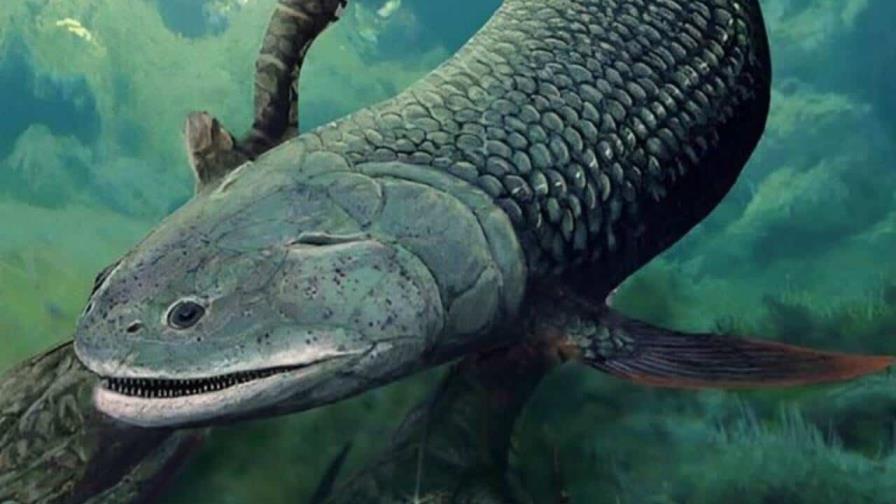 Un antiguo pez australiano respiraba aire hace 380 millones de años