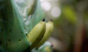 Rusia proh&iacute;be importaci&oacute;n de bananas de Ecuador
