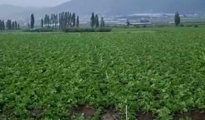 Fuerte ventarrón causa daños a la agricultura en Constanza