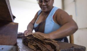 Exportaciones de productos agrícolas tradicionales caen 3.87 % en 2023