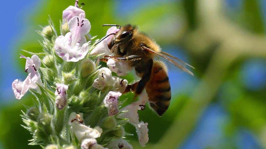 Los contaminantes atmosféricos ponen en jaque la polinización