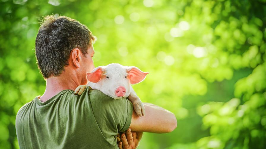 La pedicura para cerdos, el exitoso negocio de una quiosquera en Francia
