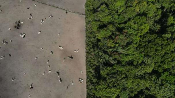 La deforestación en la Amazonía brasileña cae un 29 % en enero