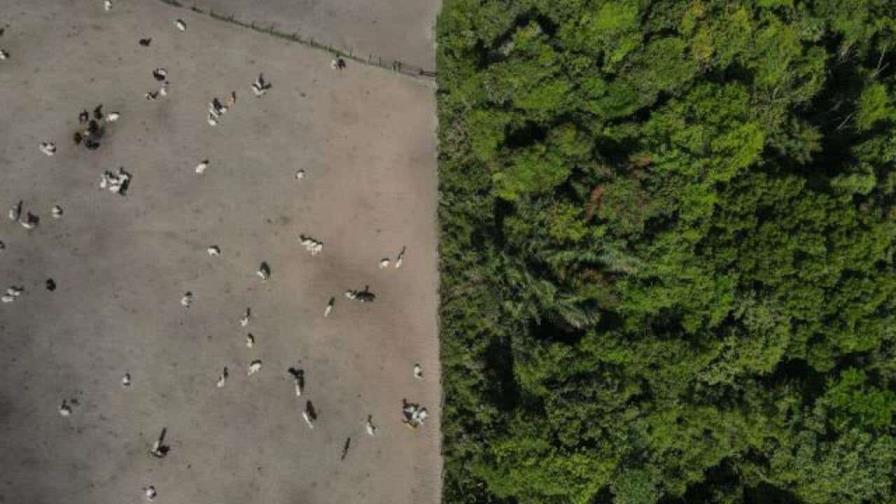 La deforestación en la Amazonía brasileña cae un 29 % en enero