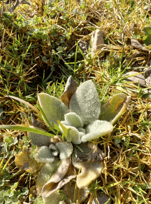 Una pequeña planta muestra restos de escarcha producto de las bajas temperaturas.