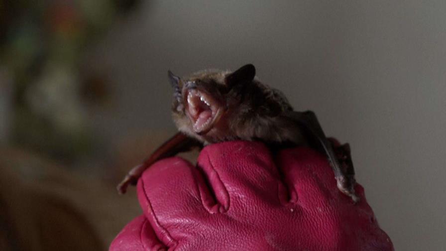 Una jubilada polaca convierte su casa en un asilo de murciélagos