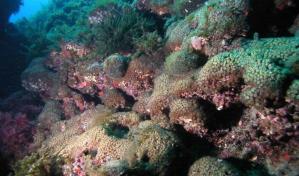 El estudio de unos corales en España desvela el comienzo del Antropoceno