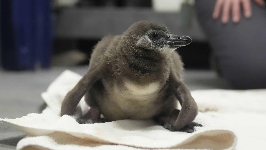 Nacen 10 crías de pingüino africano en el museo de ciencias de San Francisco en poco más de un año