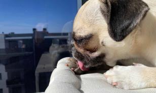 Mi perro se lame las patas