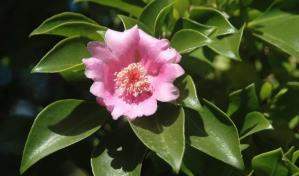 Realizan una jornada masiva de repoblación de la rosa de Bayahíbe