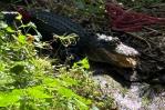 Medio Ambiente entrega al Zoológico Nacional caimán que estaba en cautiverio en Higüey