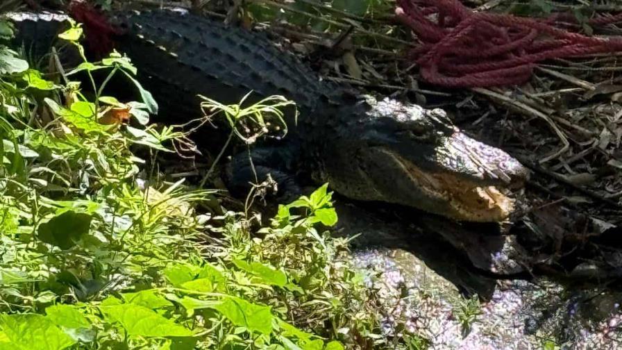 Medio Ambiente entrega al Zoológico Nacional caimán que estaba en cautiverio en Higüey