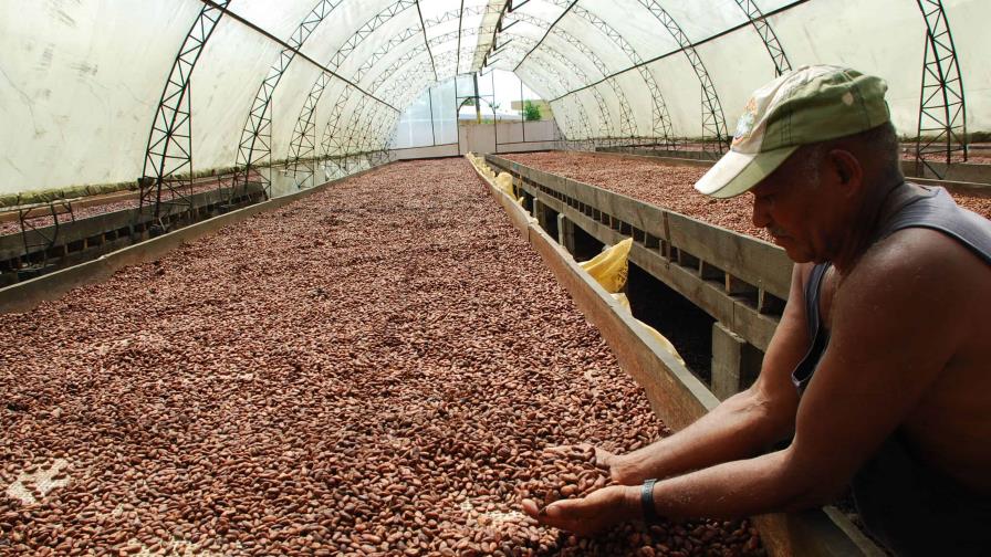 Poco avance en políticas de fomento amarga al cacao dominicano