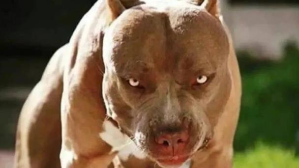 Niño de ocho años resulta herido al ser atacado por un perro pitbull en Moca