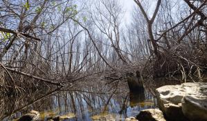 Técnicos de Medio Ambiente piden declarar de emergencia manglares afectados en Samaná