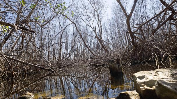 Técnicos de Medio Ambiente piden declarar de emergencia manglares afectados en Samaná