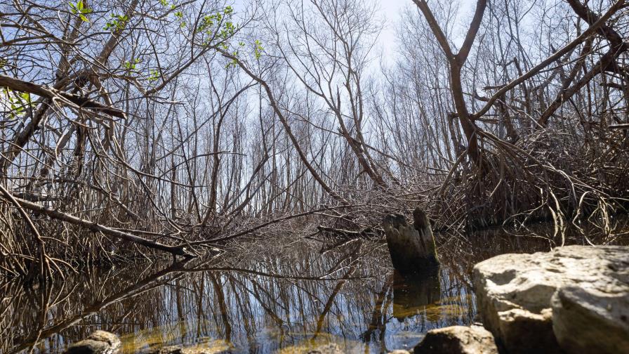 La mitad de los ecosistemas de manglares están en riesgo, según estudio