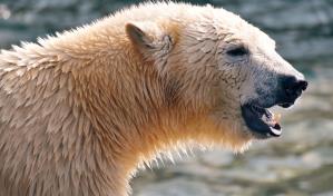 Los osos polares corren el riesgo de morir de inanición si el verano ártico se alarga