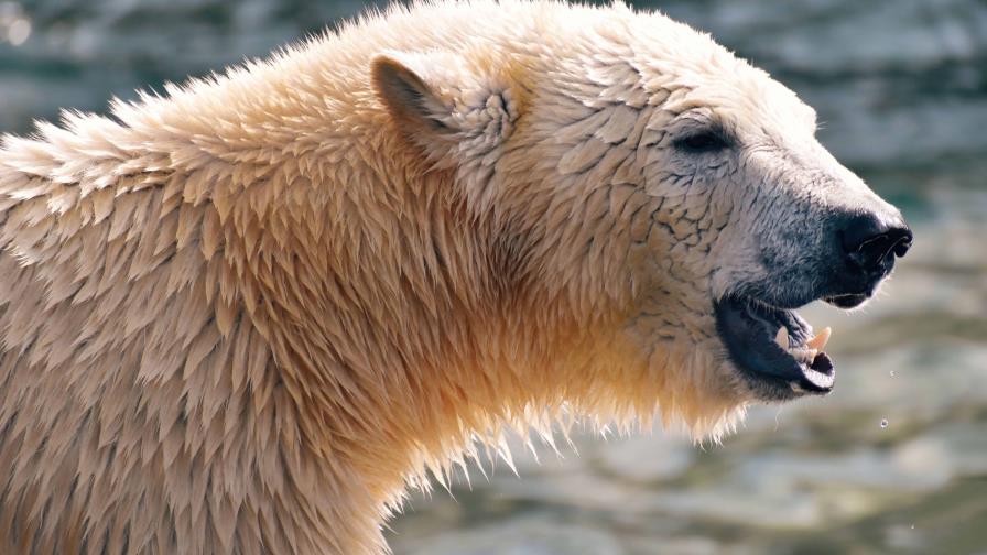 Los osos polares corren el riesgo de morir de inanición si el verano ártico se alarga