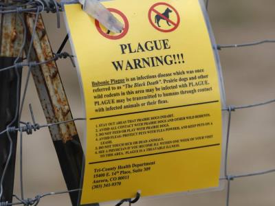 CDC reporta casos de peste bubónica en Arizona